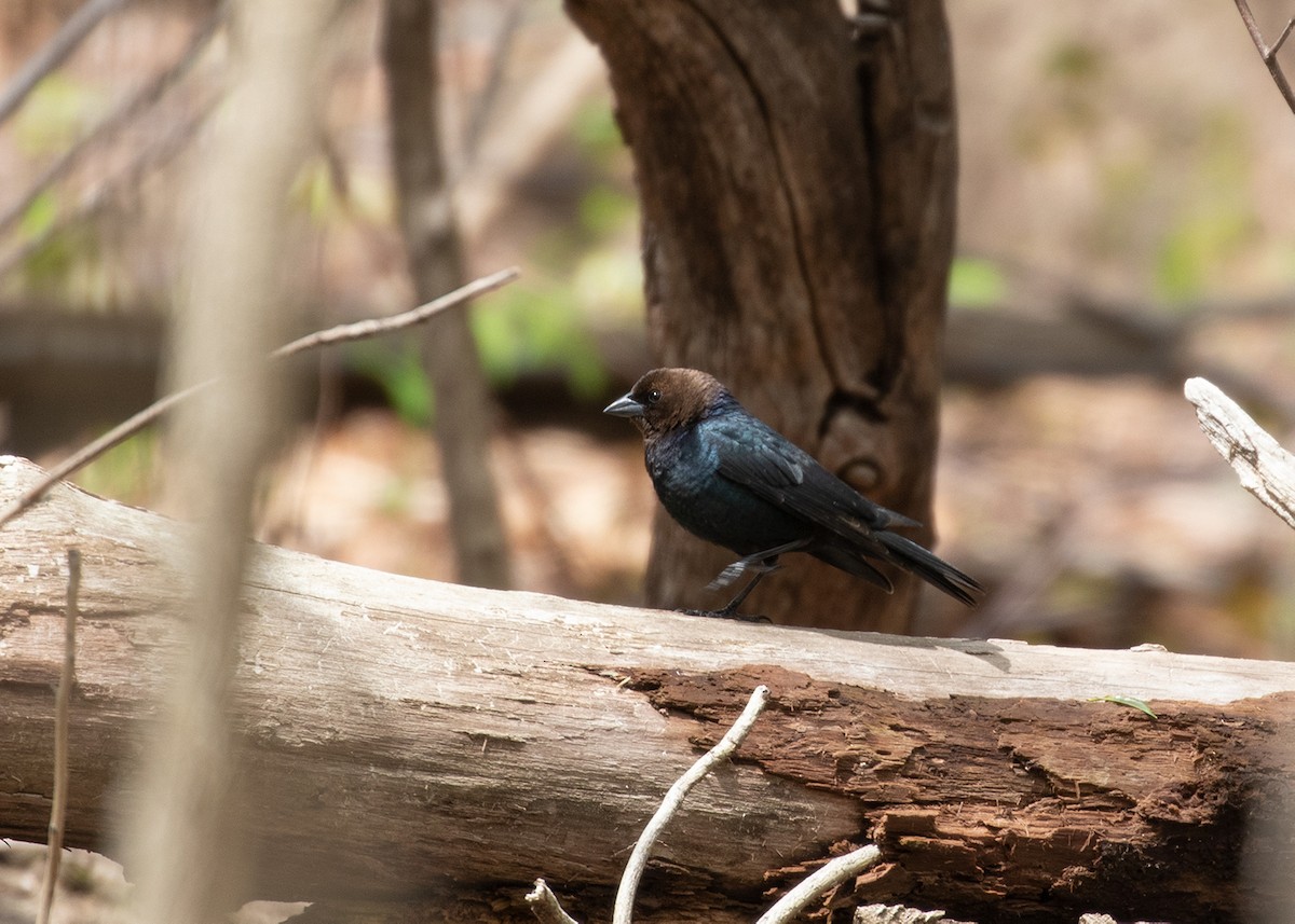 Brown-headed Cowbird - ML154256991