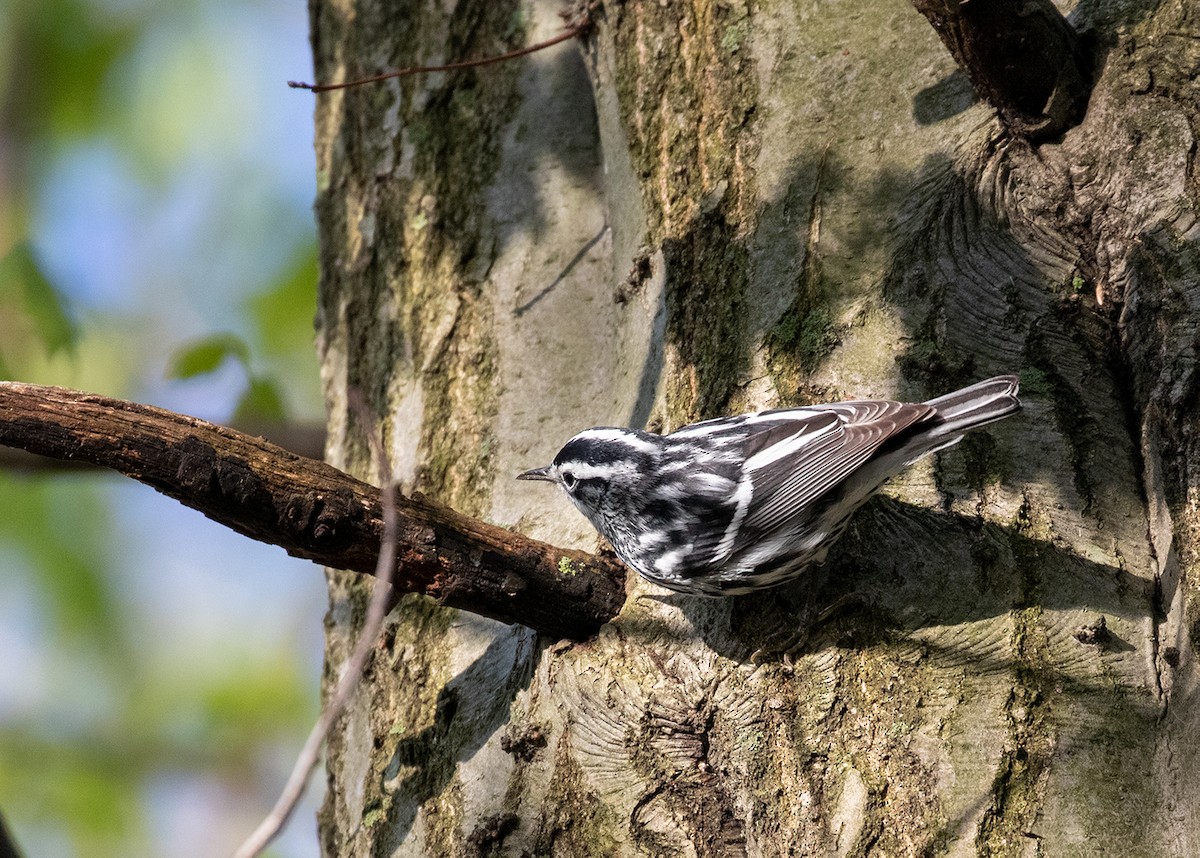 Black-and-white Warbler - ML154257041