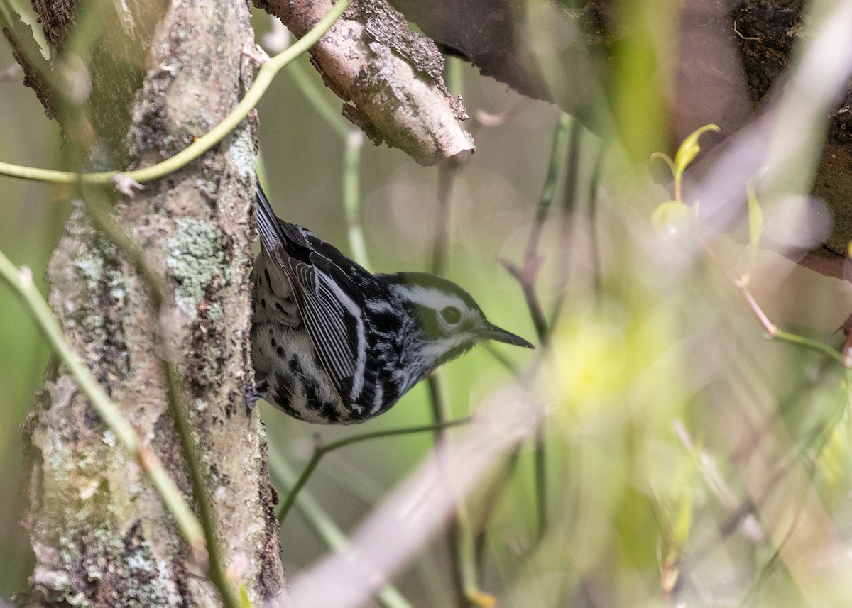Black-and-white Warbler - ML154257051