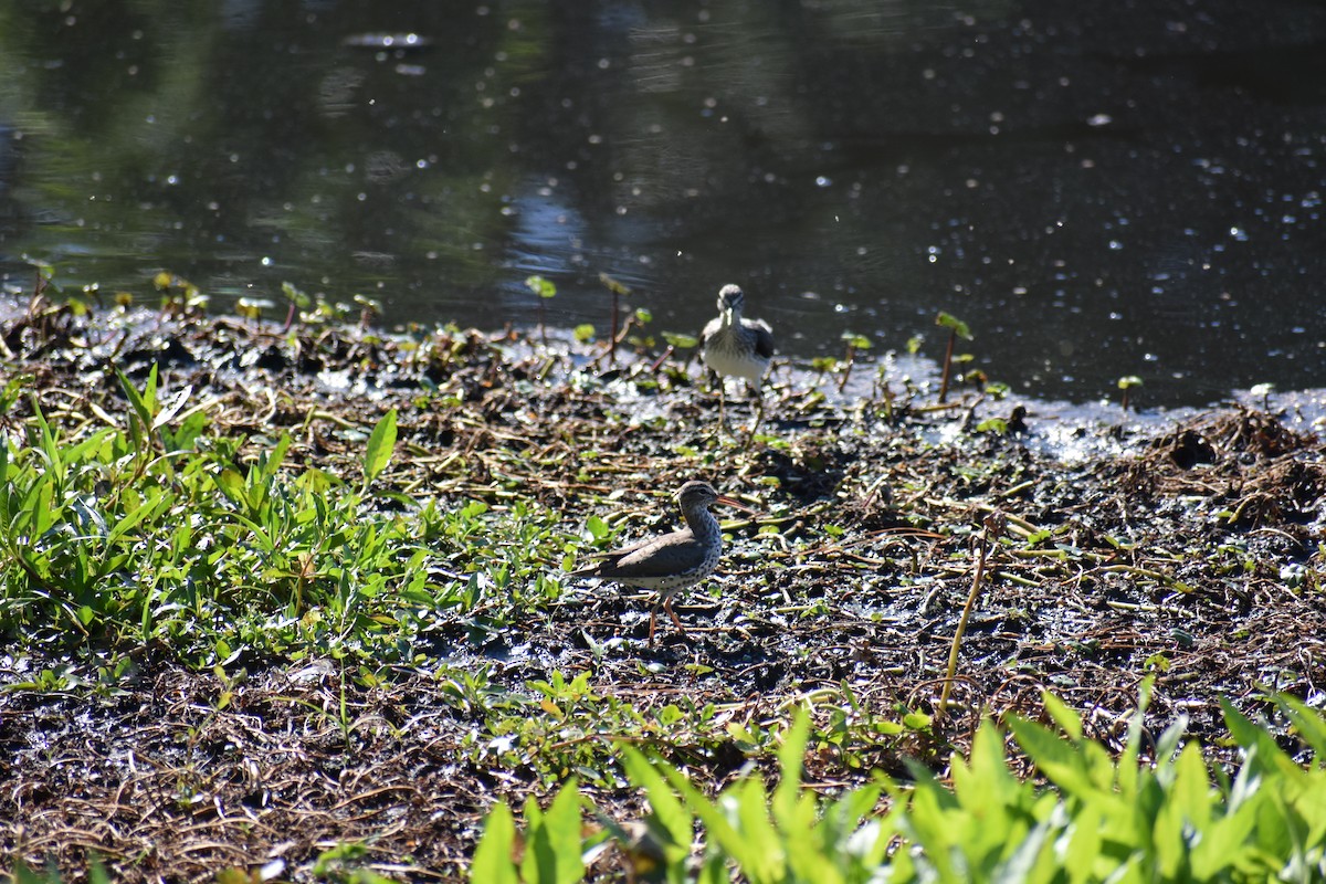 Spotted Sandpiper - Raymund Geroso