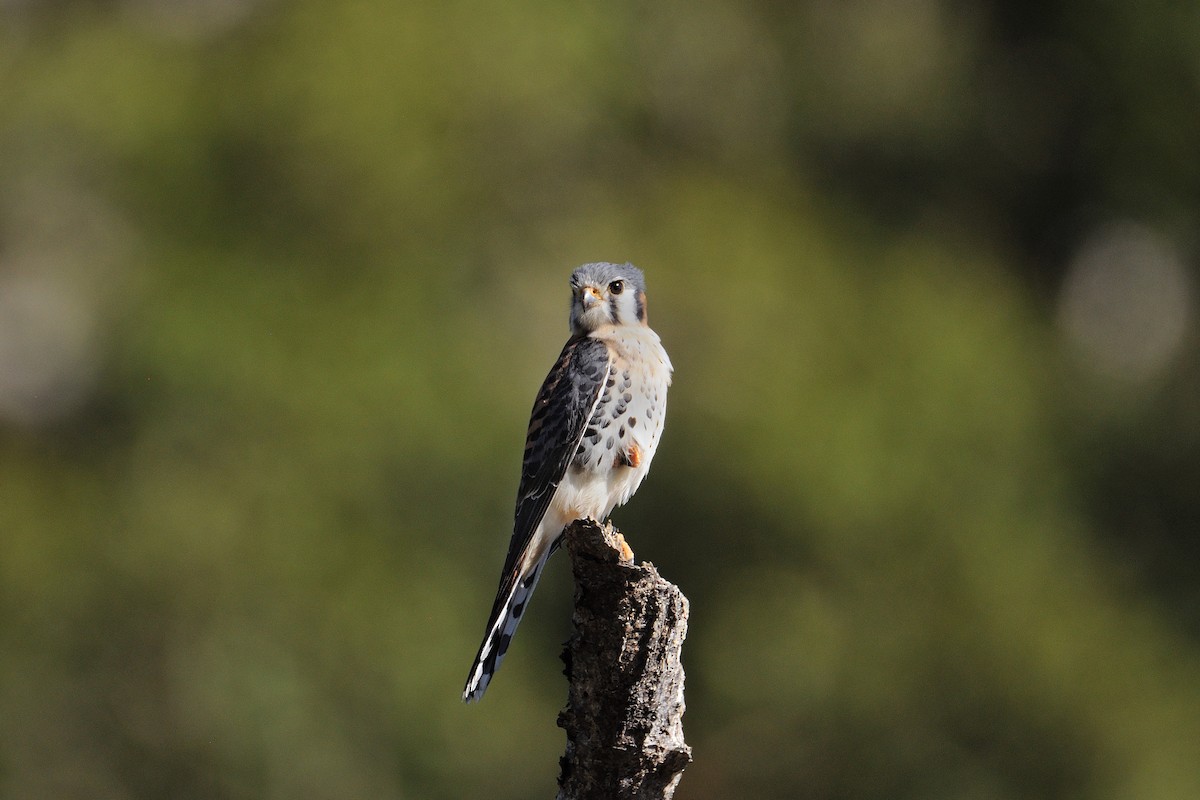 American Kestrel - ML154258661