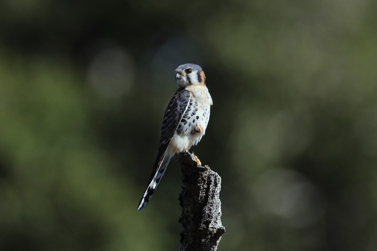 American Kestrel - ML154258681