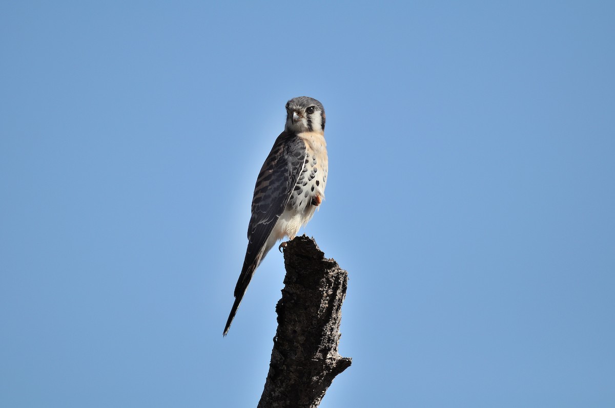 American Kestrel - ML154258711