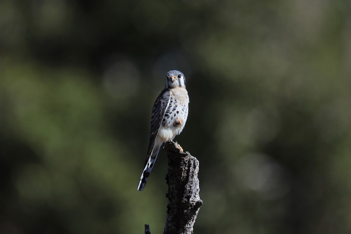 American Kestrel - ML154258721