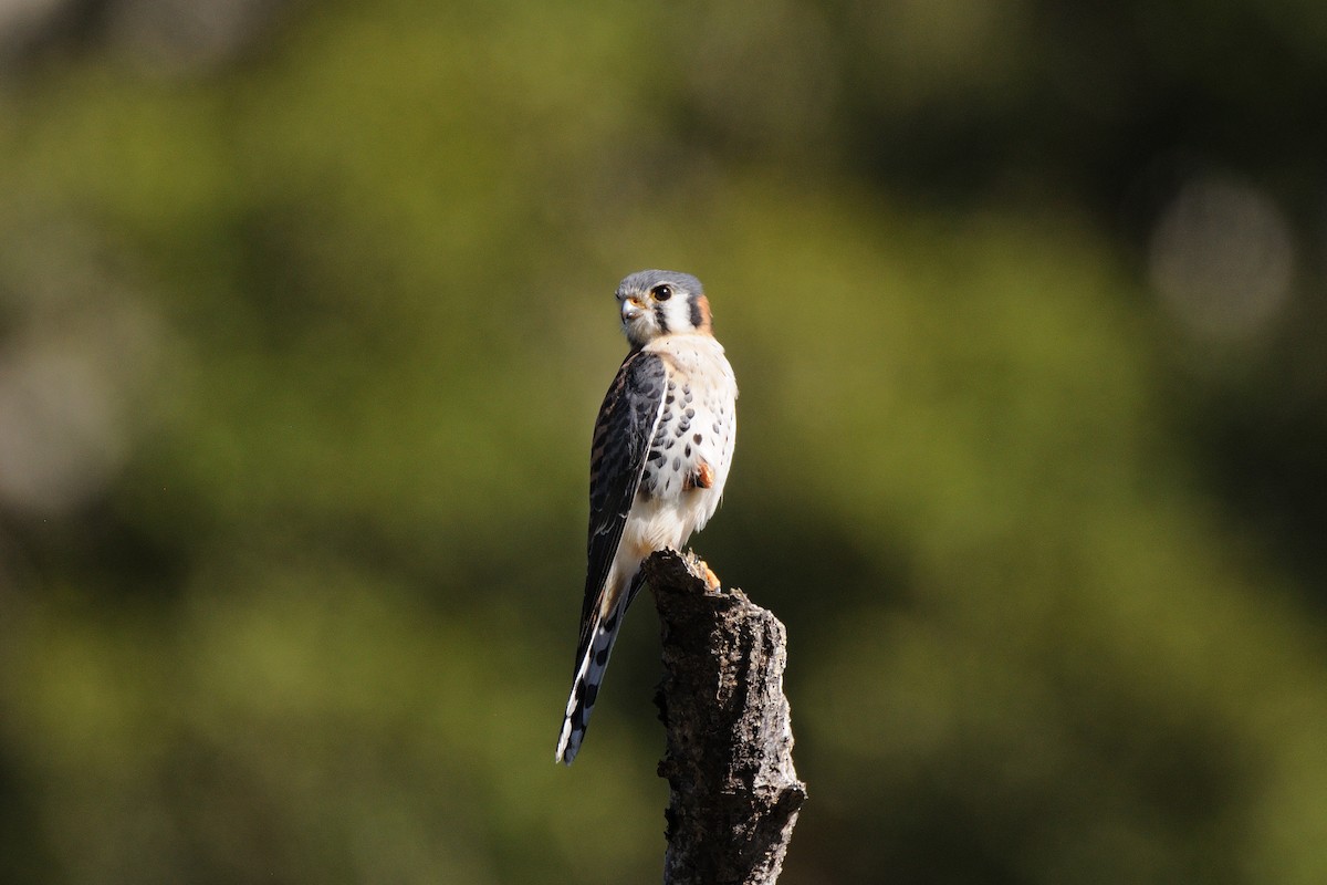 American Kestrel - ML154258741