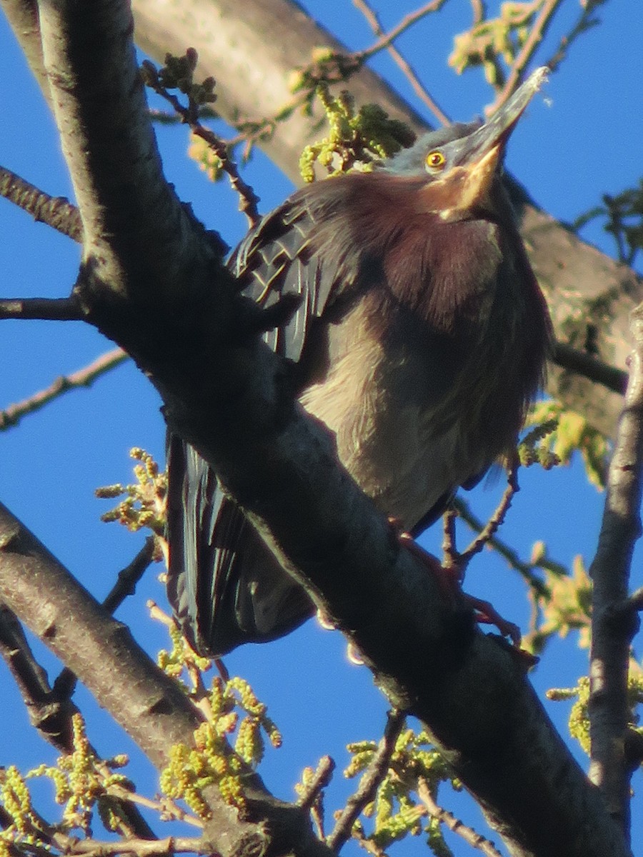 Green Heron - ML154259451