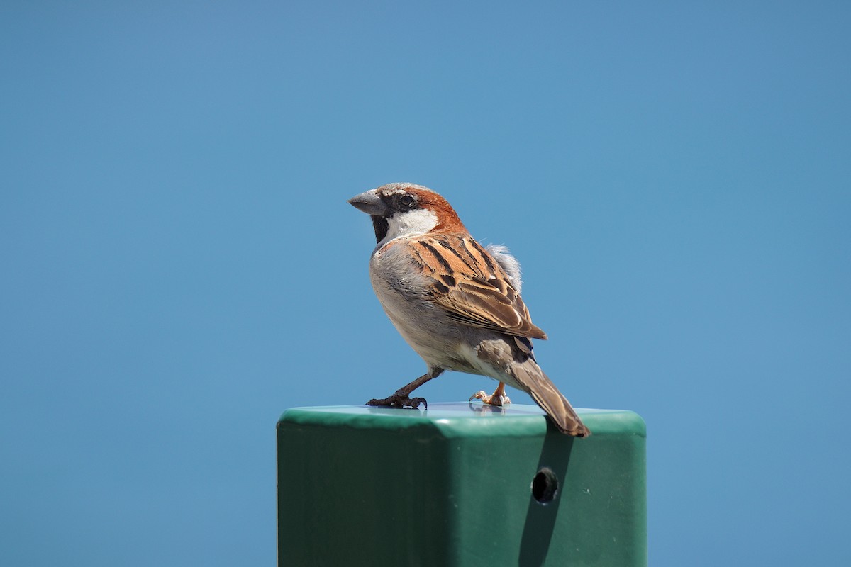 House Sparrow - ML154259811