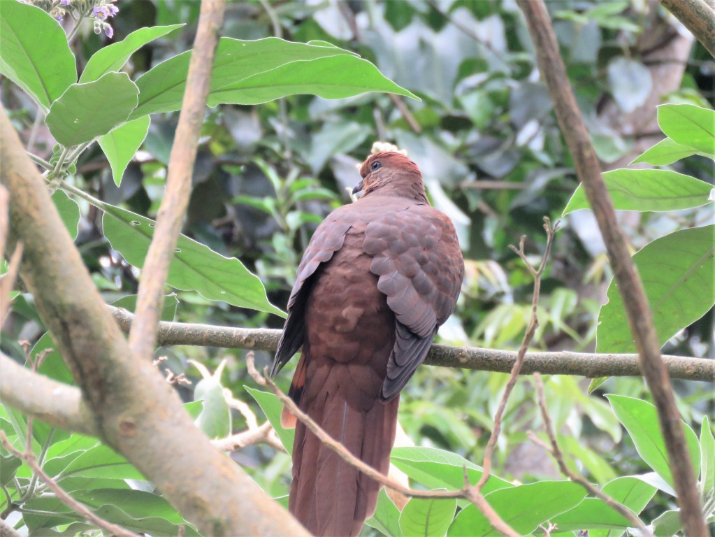 Brown Cuckoo-Dove - ML154260361