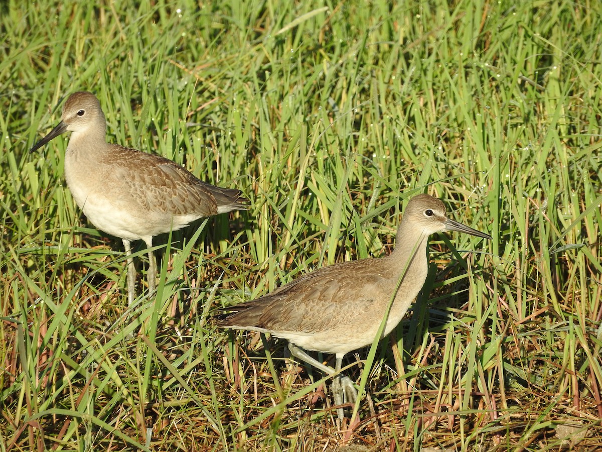 Willet - Diane Thomas