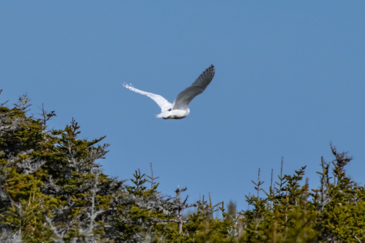 Snowy Owl - ML154261831