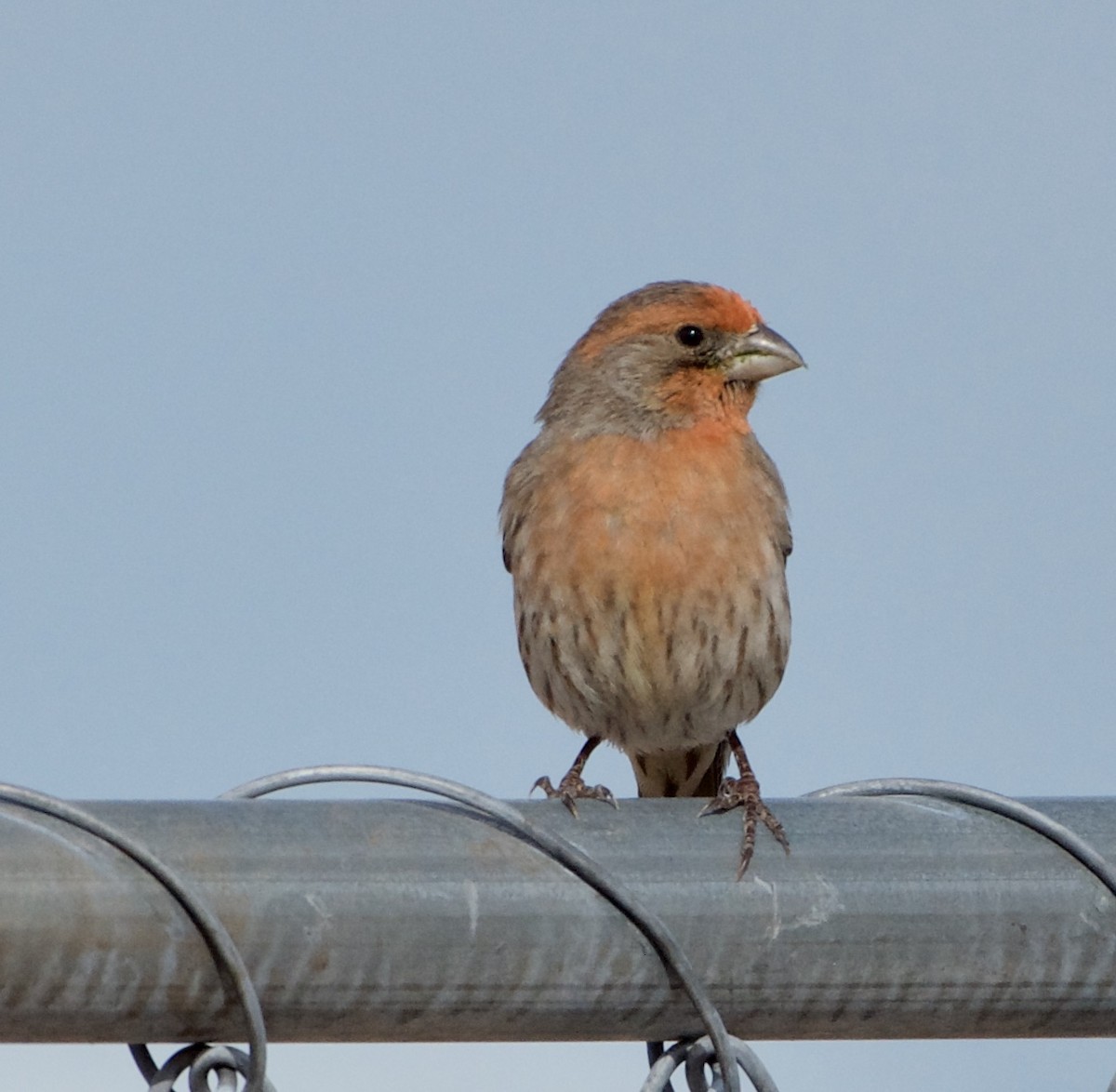 House Finch - Bill Brynteson