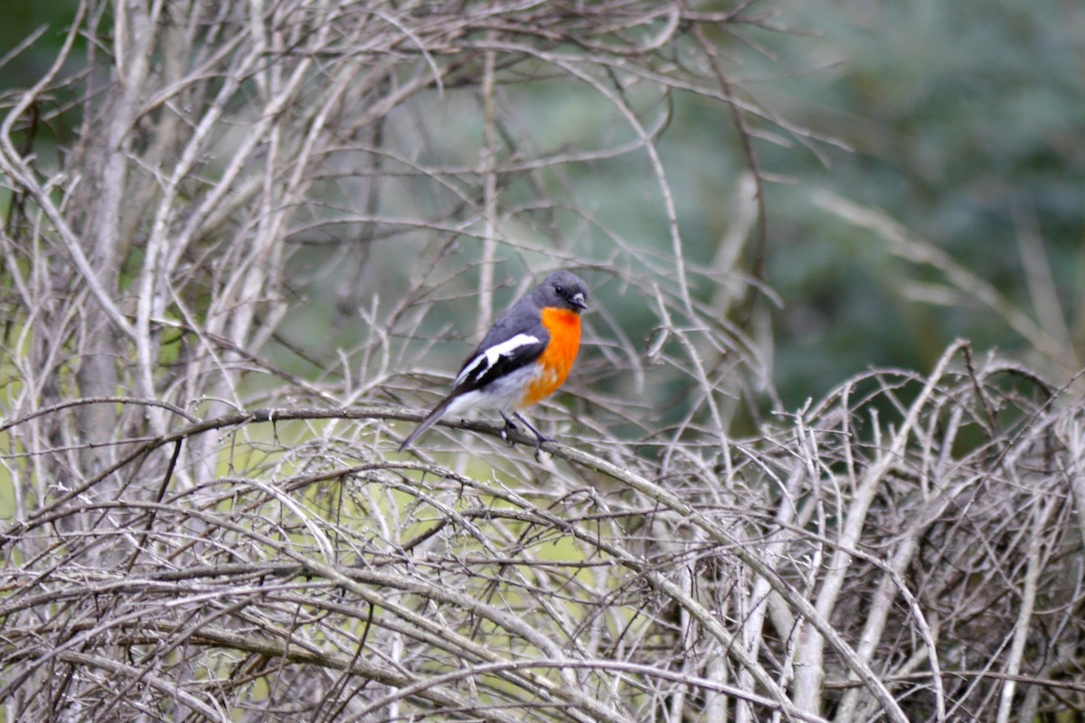 Flame Robin - Jenny Stiles