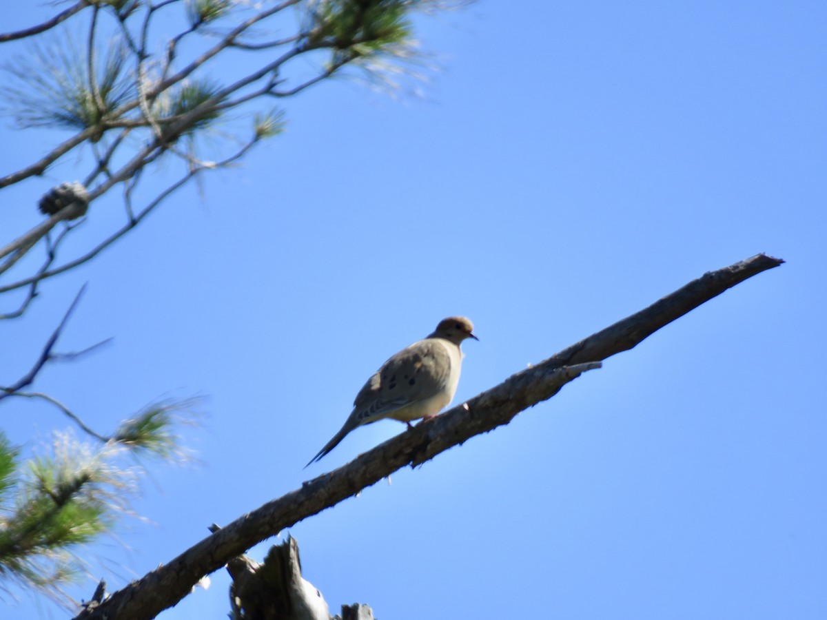 Mourning Dove - ML154268581