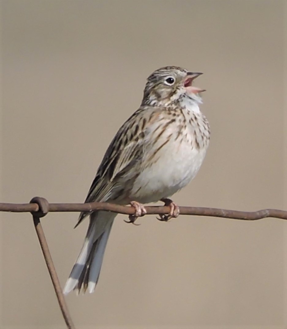 Vesper Sparrow - ML154268771