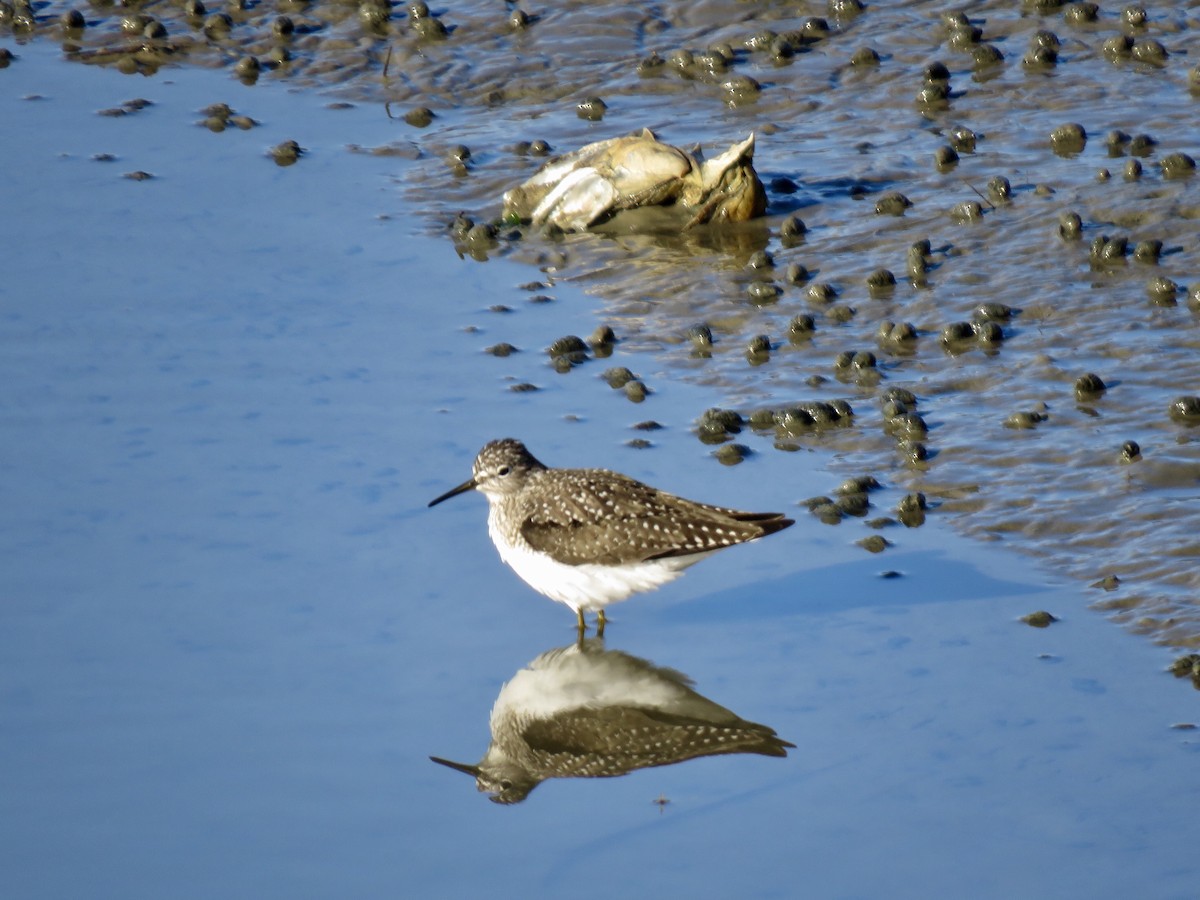 Solitary Sandpiper - ML154269661