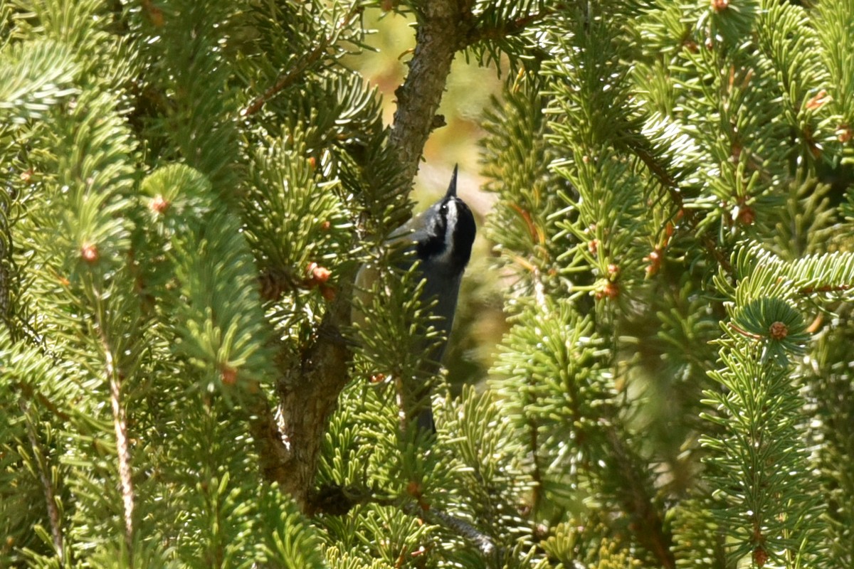 Red-breasted Nuthatch - ML154269691