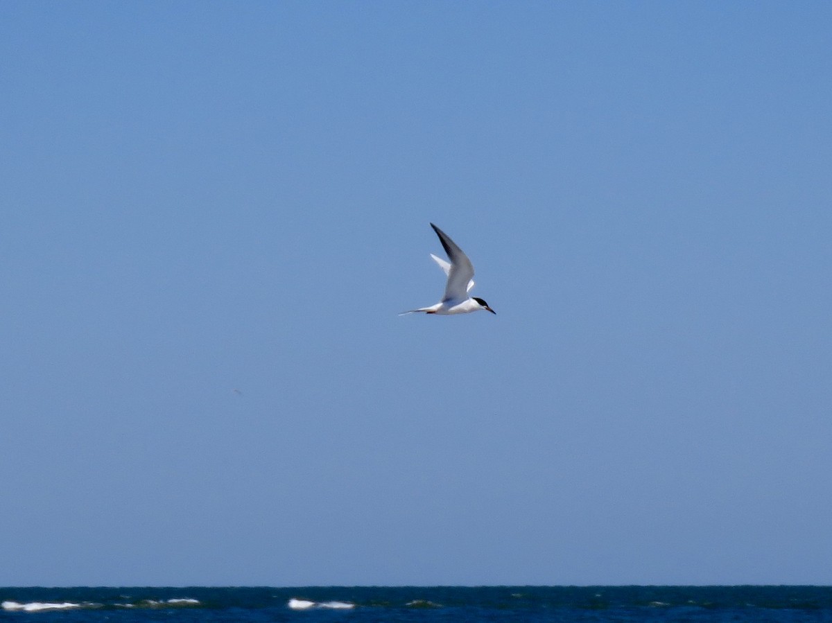 Forster's Tern - ML154270091