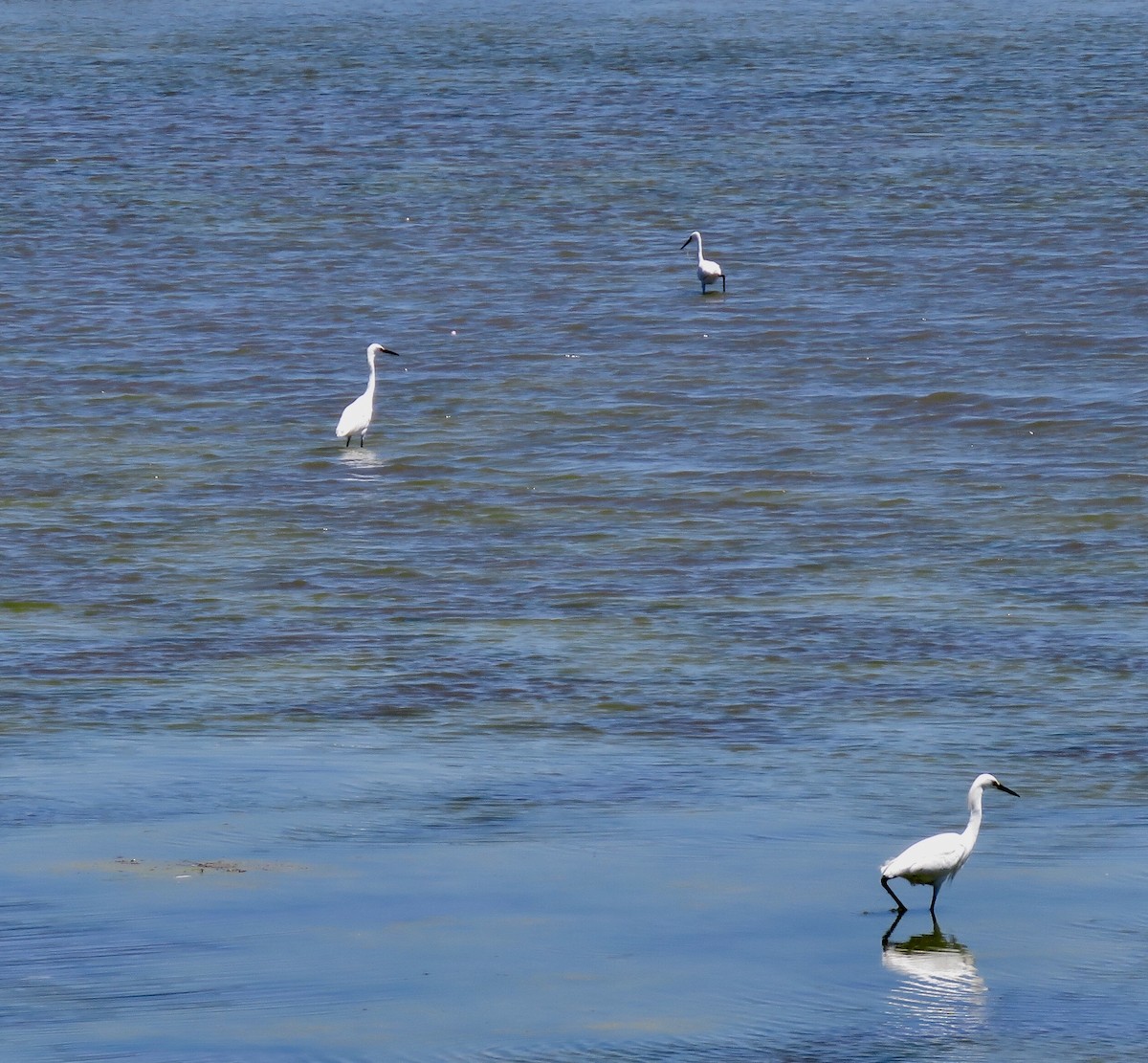 Snowy Egret - ML154270551
