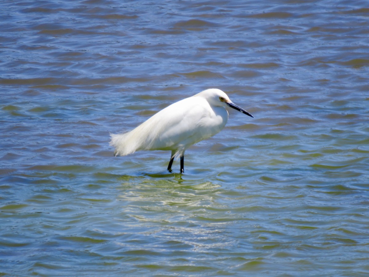 Snowy Egret - ML154270611