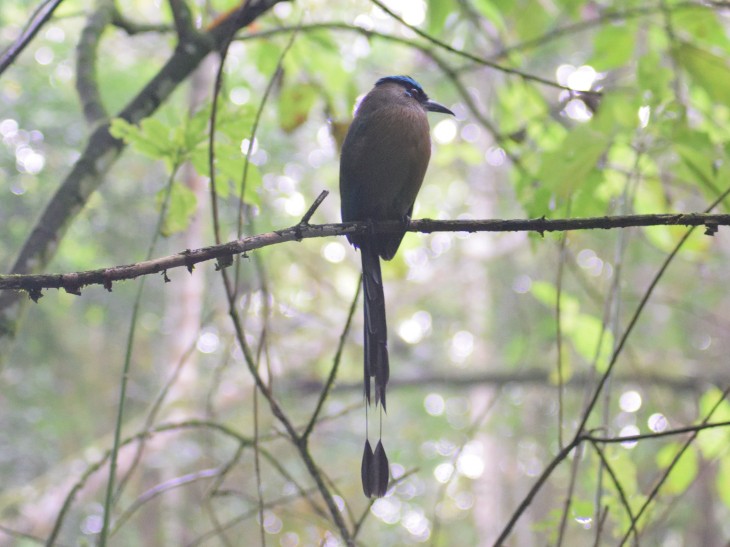 Andean Motmot - ML154270961