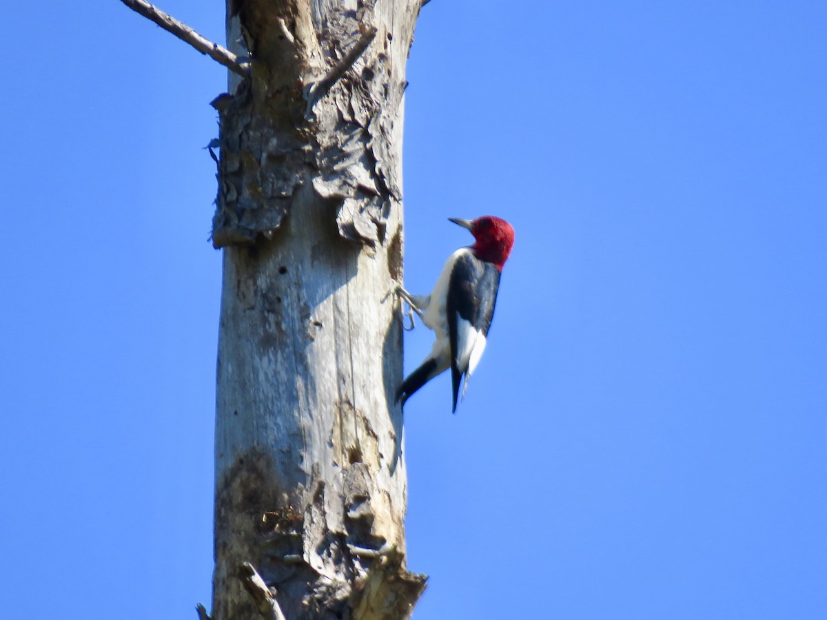 Red-headed Woodpecker - ML154271551