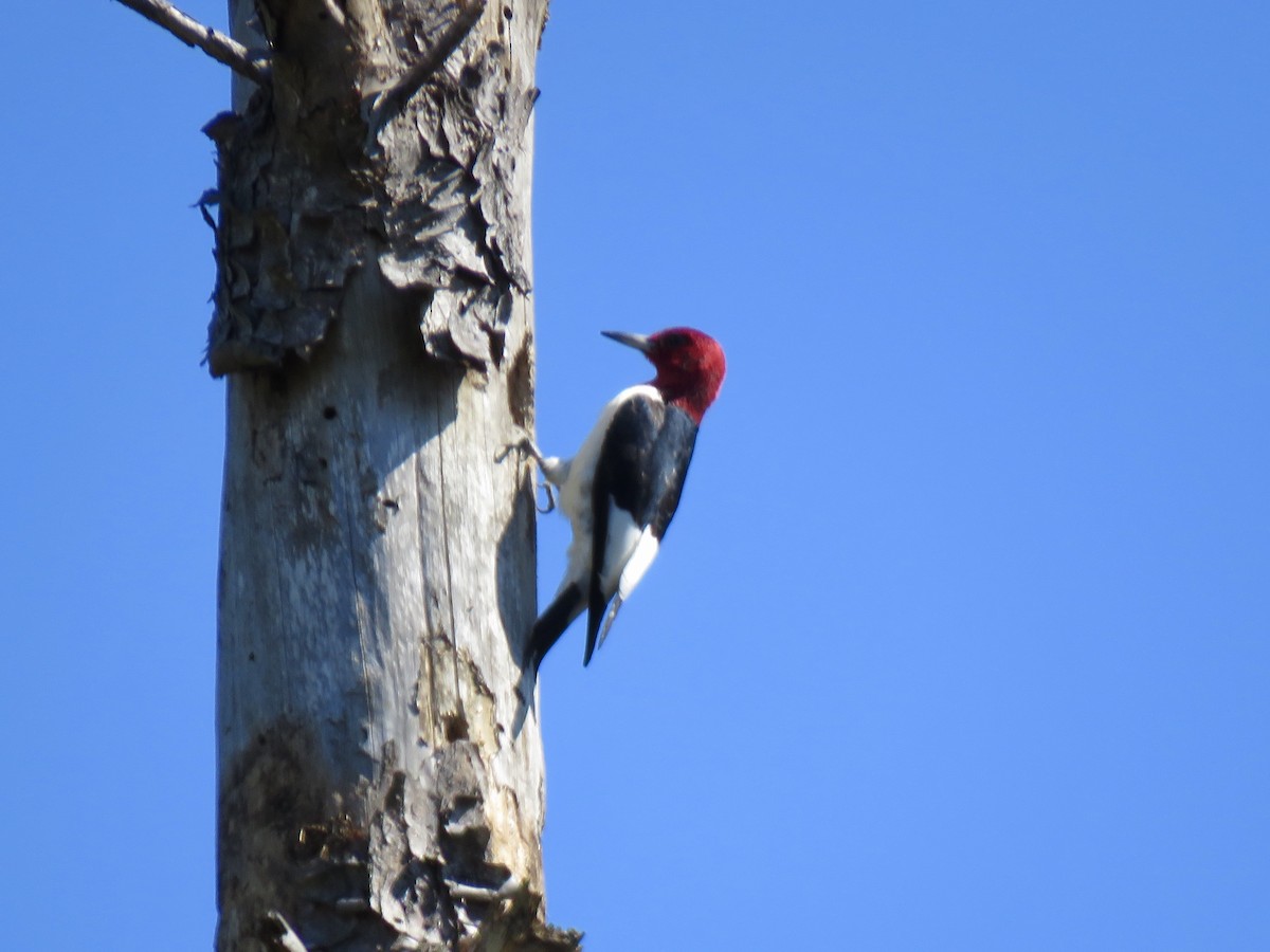 Red-headed Woodpecker - ML154271561