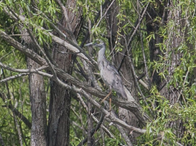 Yellow-crowned Night Heron - ML154271611