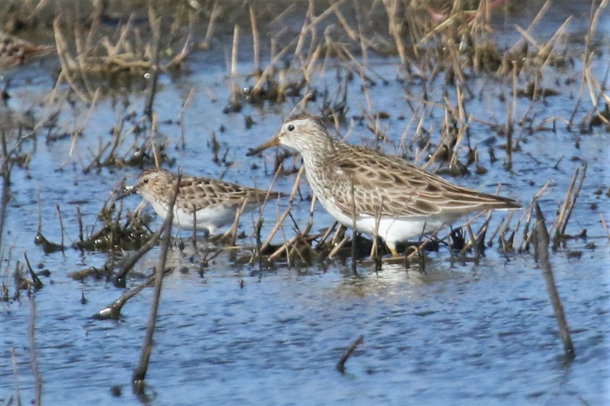 Bécasseau à poitrine cendrée - ML154274551