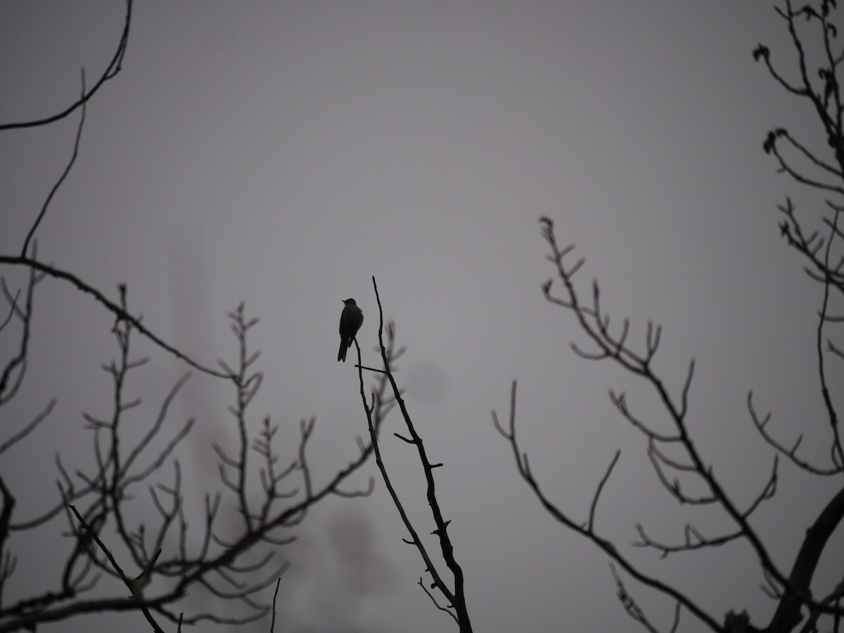 Golondrina Aserrada - ML154274741