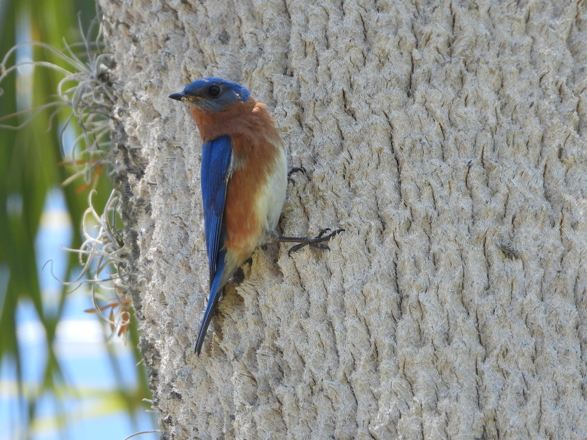 Eastern Bluebird - ML154275771