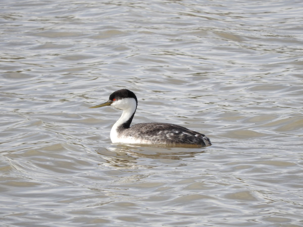 Western Grebe - ML154276281