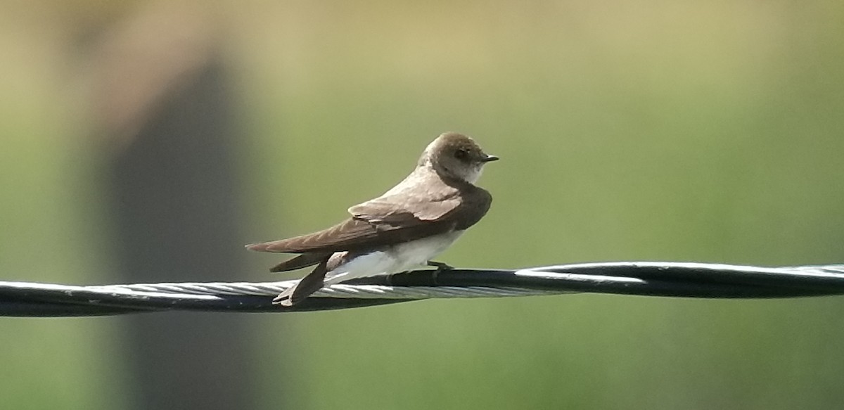 Northern Rough-winged Swallow - ML154276321