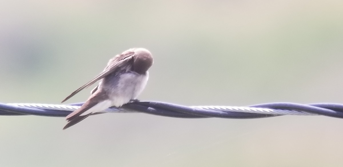 Northern Rough-winged Swallow - ML154276431