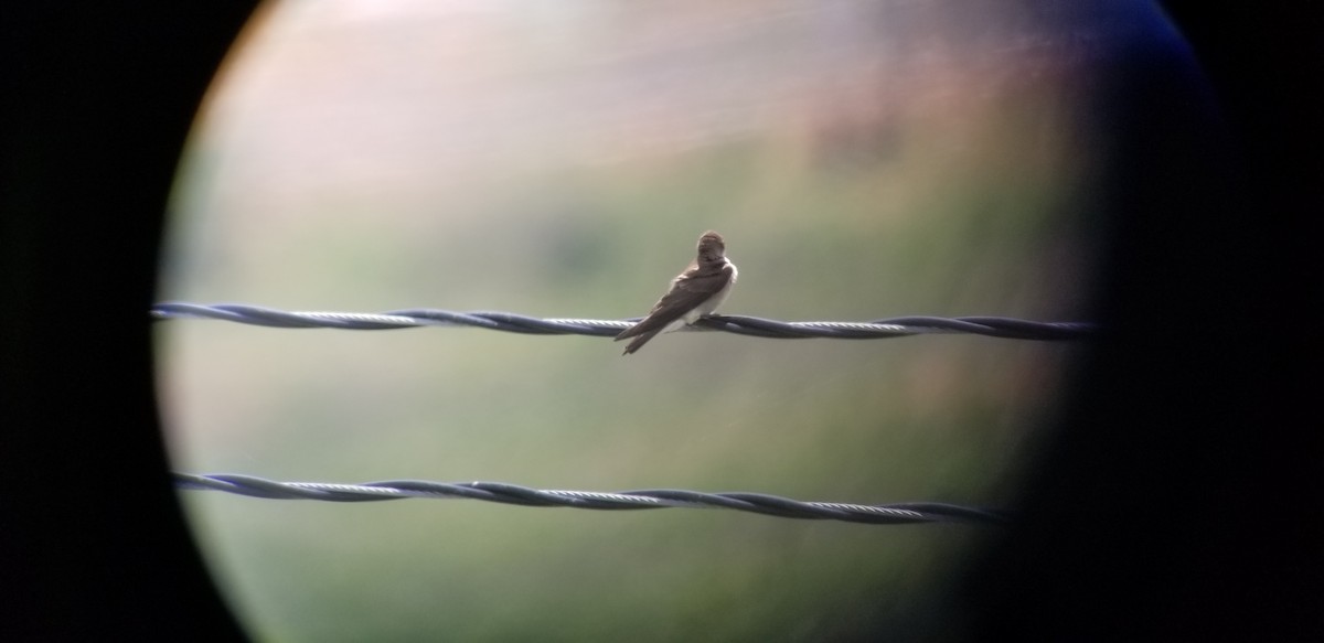 Northern Rough-winged Swallow - ML154276531
