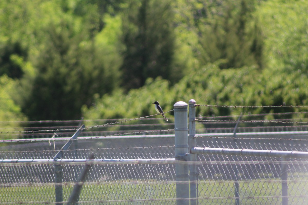 Eastern Kingbird - ML154277821