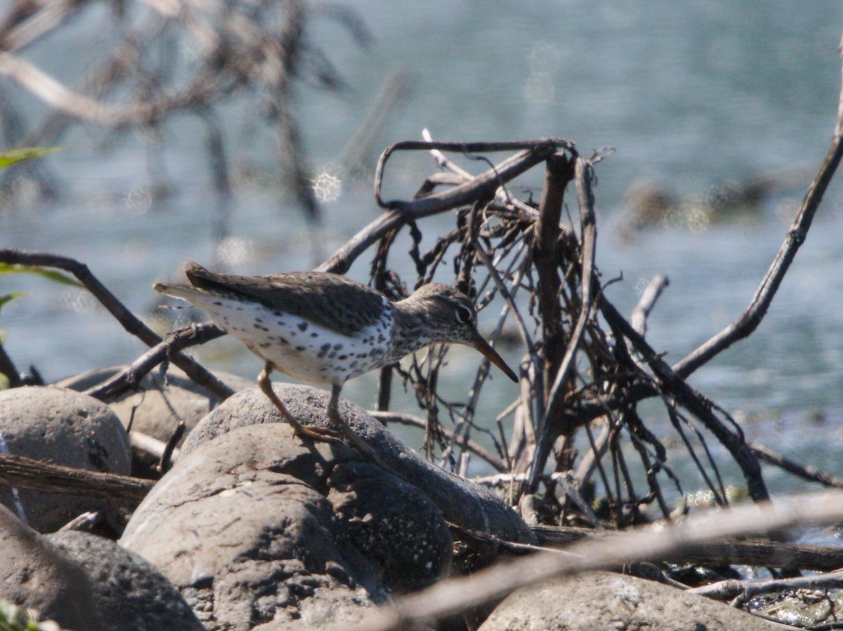 Spotted Sandpiper - Karl Schneck