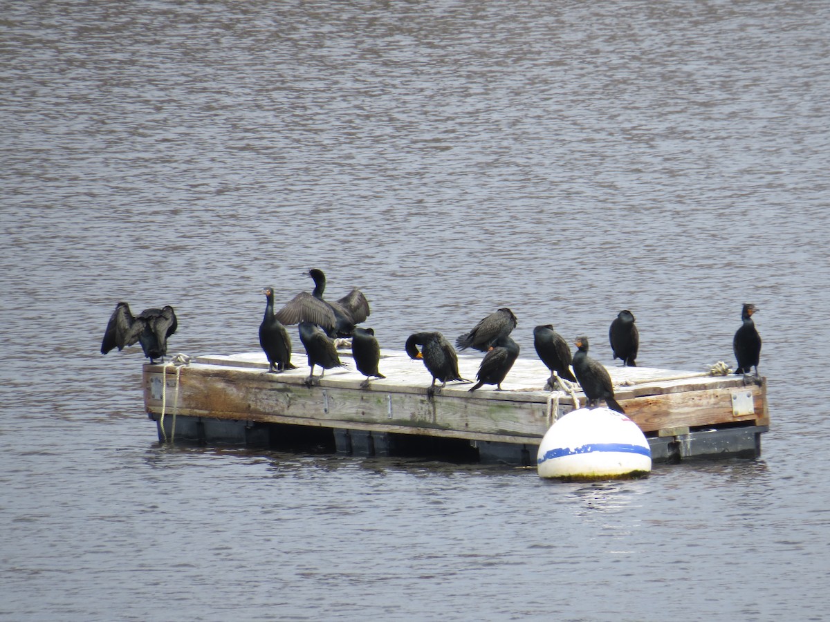 Double-crested Cormorant - ML154278781