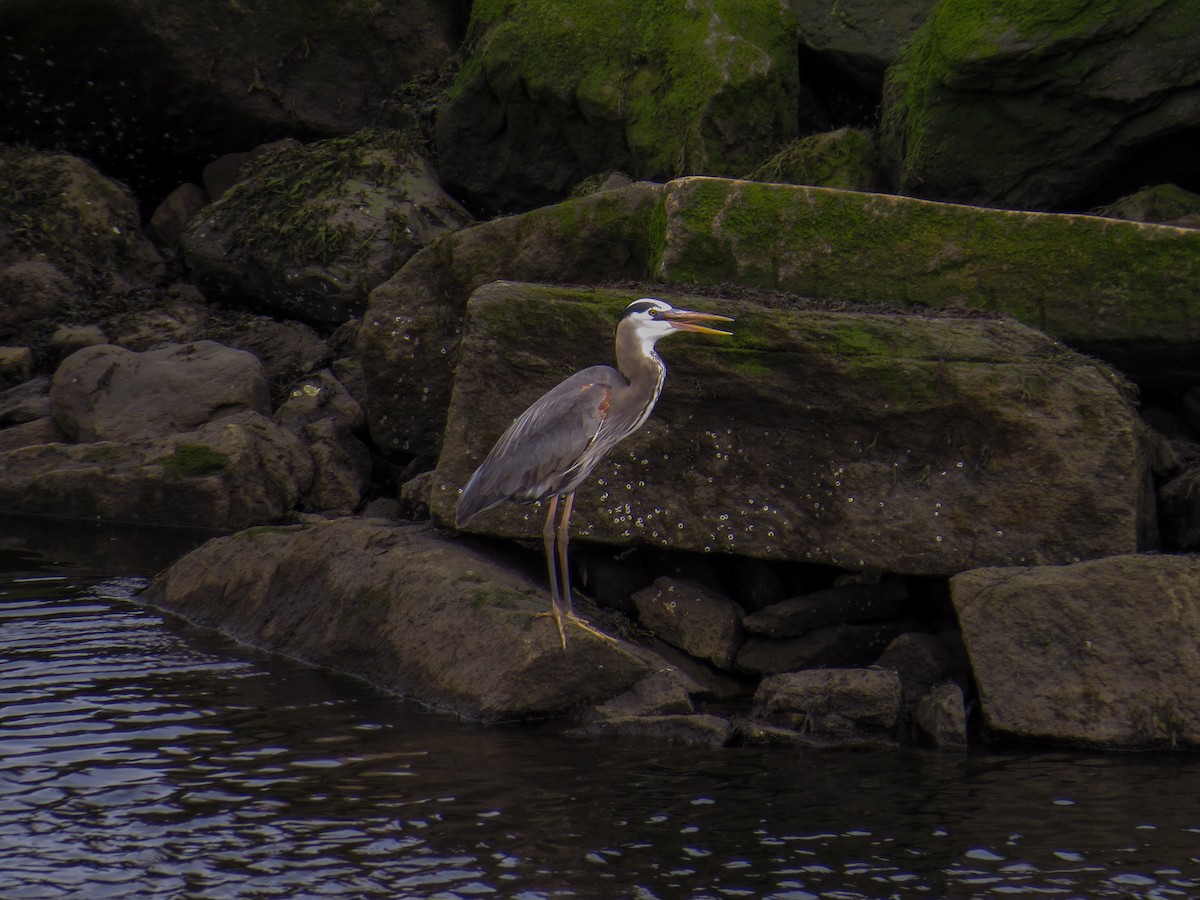 Great Blue Heron - ML154279031