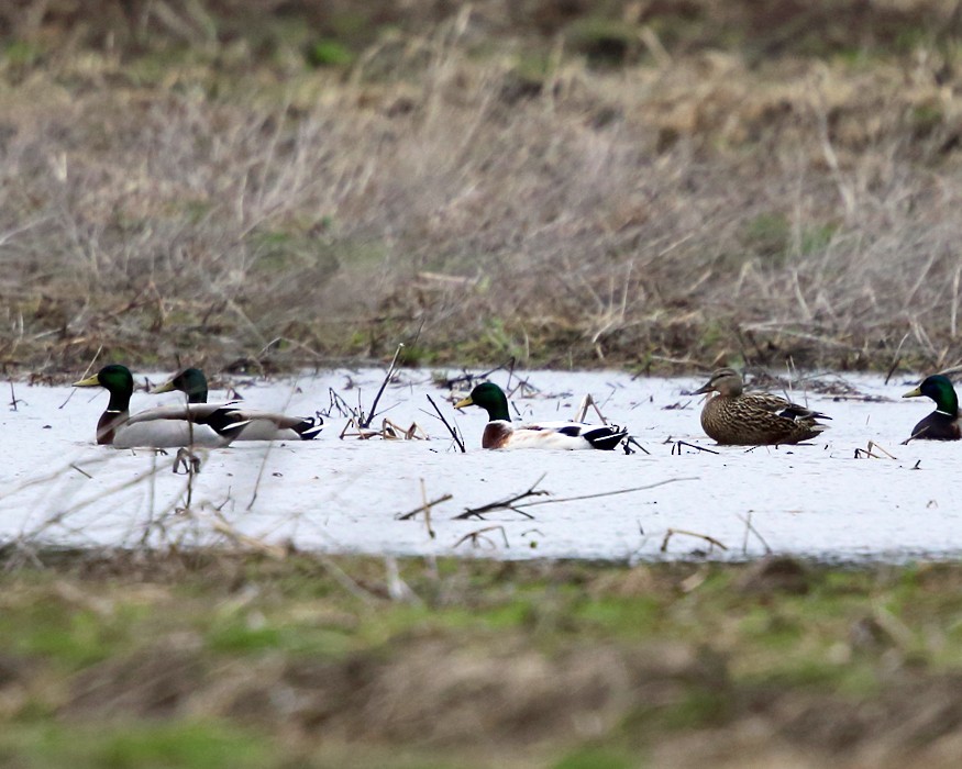 Mallard - Tom Murray