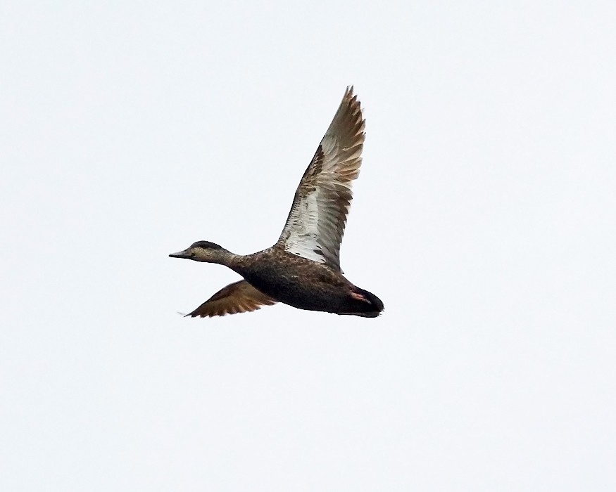 American Black Duck - ML154280141