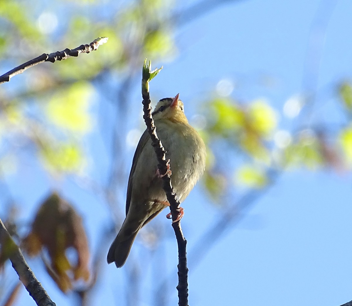 Worm-eating Warbler - Sandra Keller