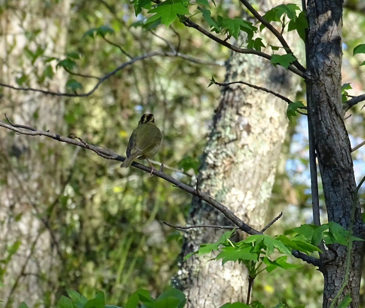 Worm-eating Warbler - ML154280961