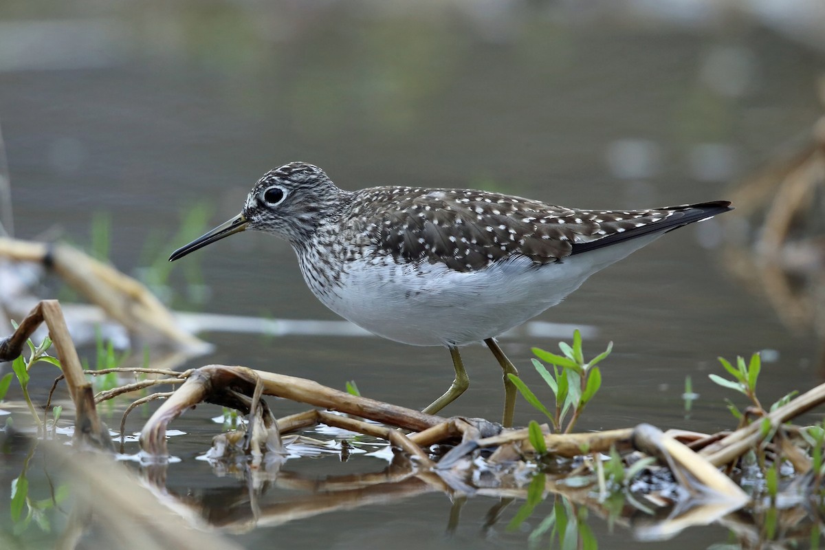 Solitary Sandpiper - ML154280991