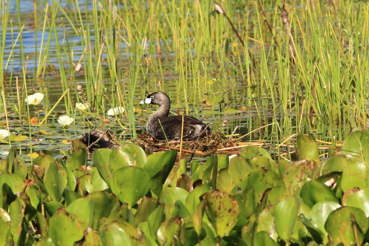 Pied-billed Grebe - ML154281711