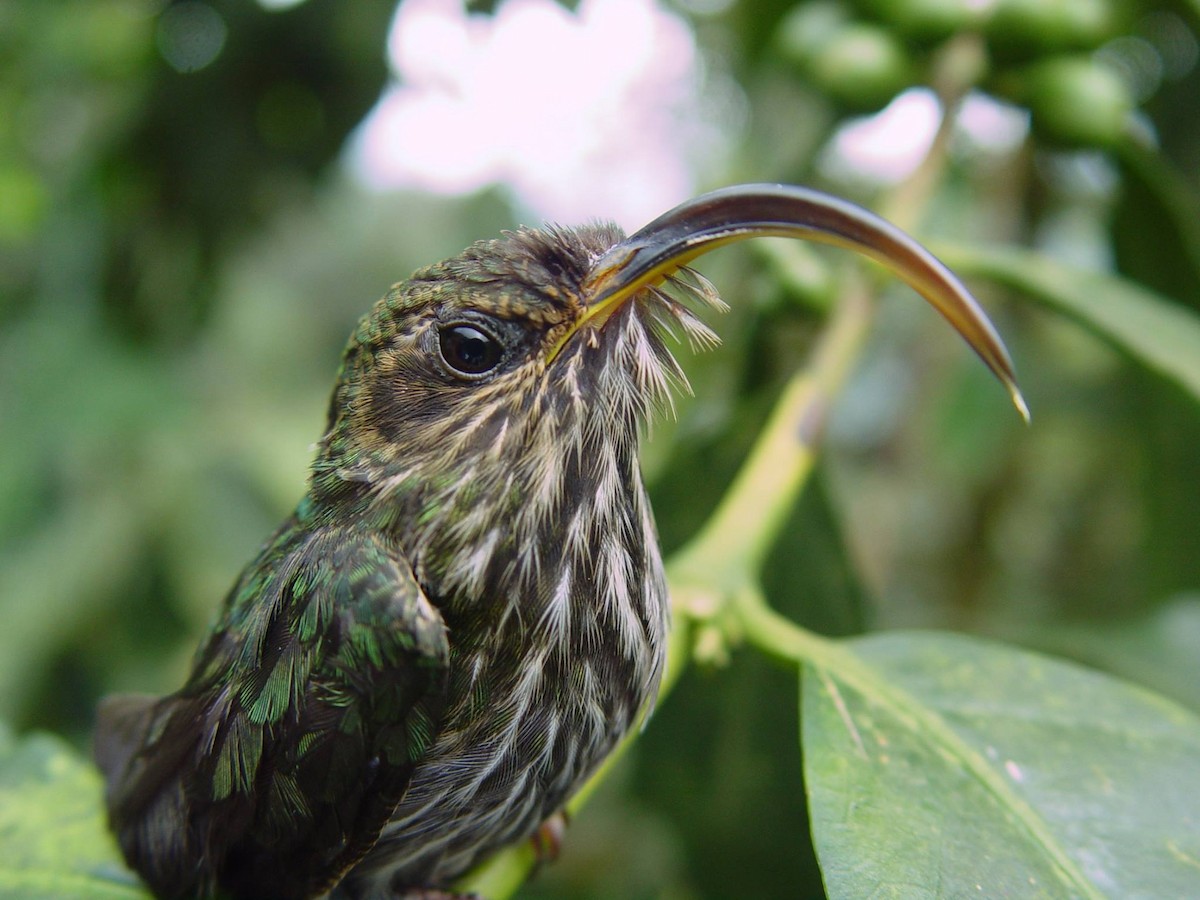 White-tipped Sicklebill - Juan Carlos Luna Garcia