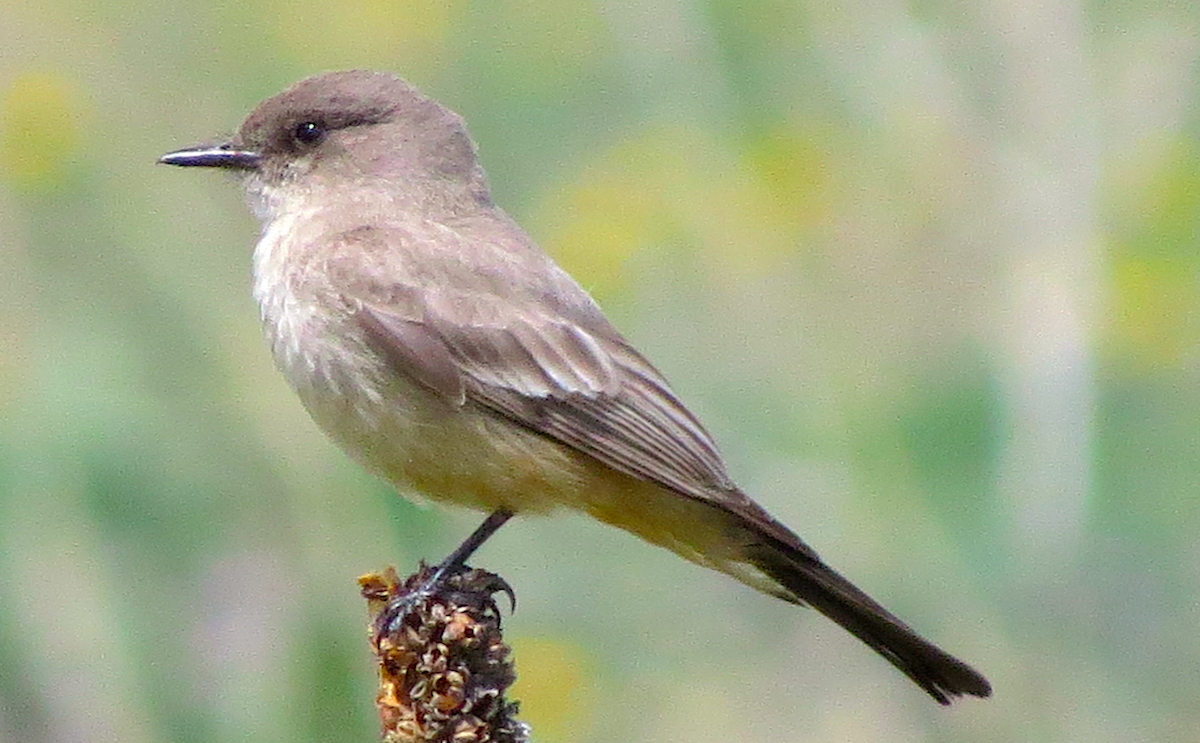 Say's Phoebe - ML154282721