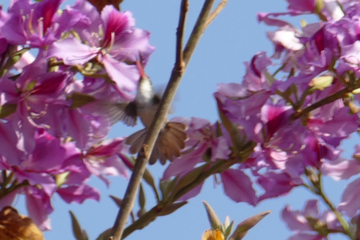 Violet-crowned Hummingbird - Marlene De La Cruz-Guzman