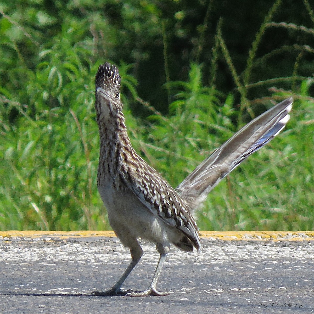 Greater Roadrunner - Mary Richards