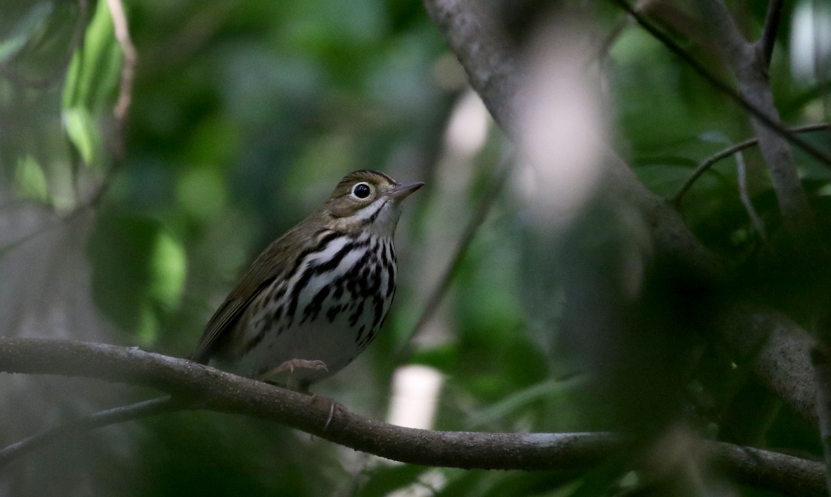 Ovenbird - Jay McGowan