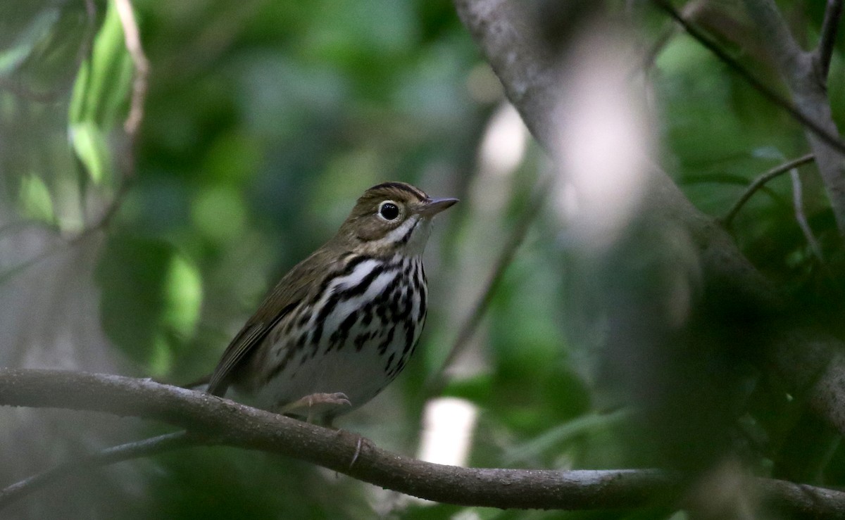 Ovenbird - Jay McGowan